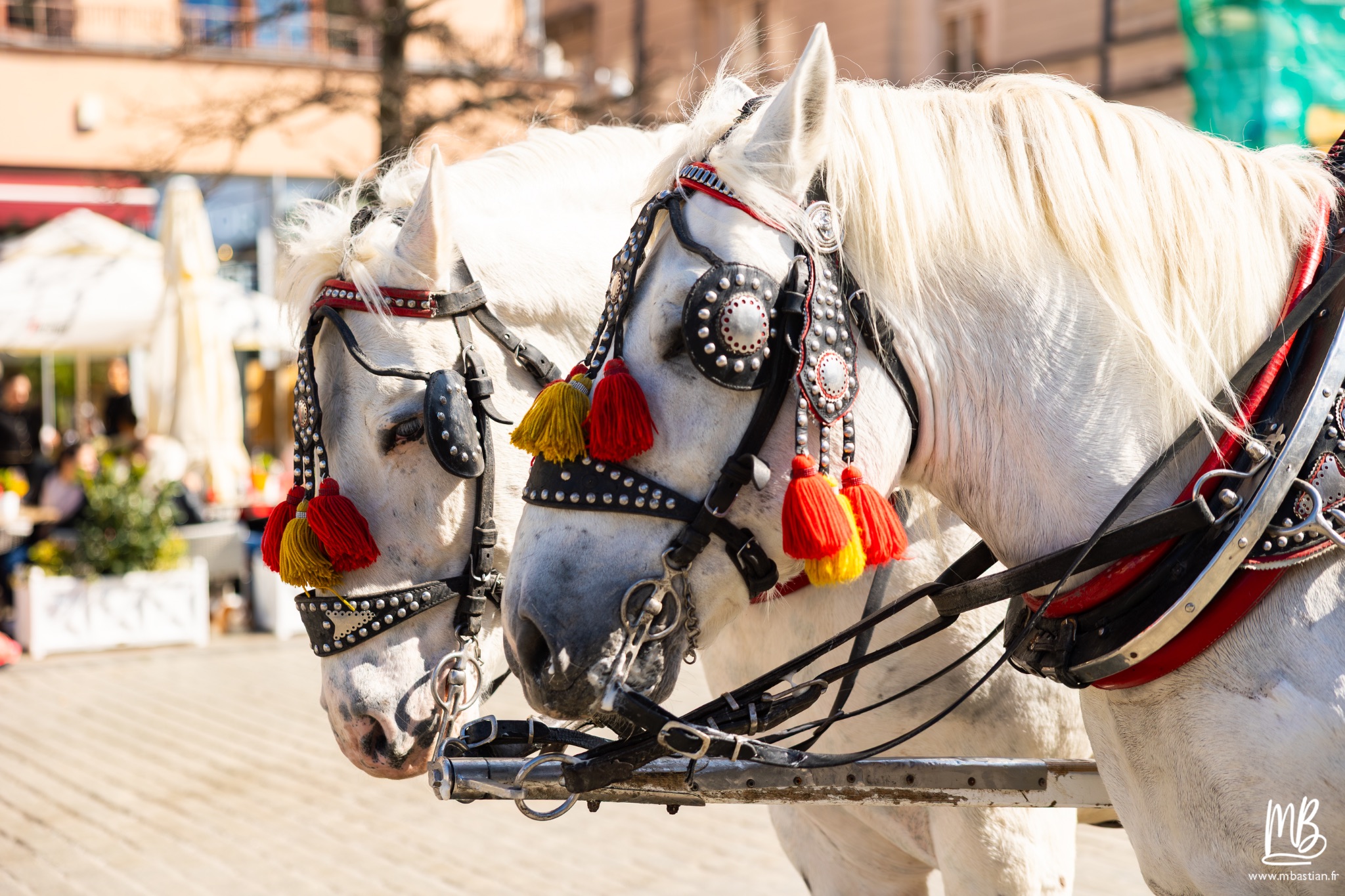 2026 04 04 CRACOVIE MB 40